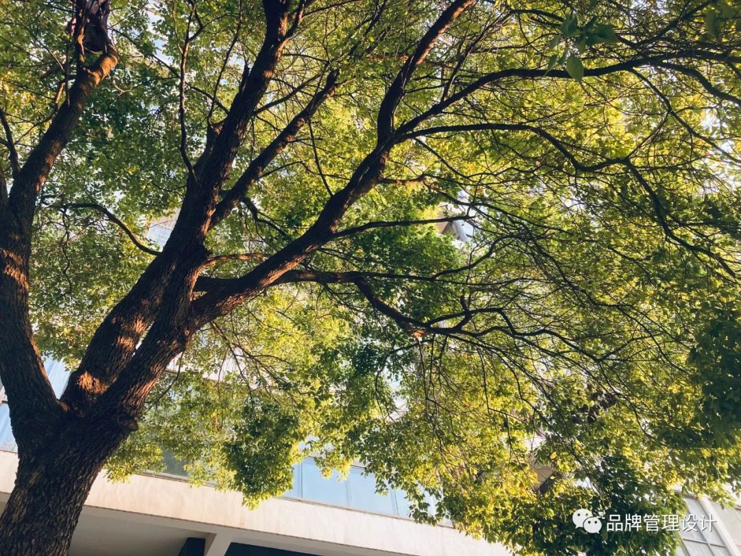 1683612909863859.jpg w2.jpg